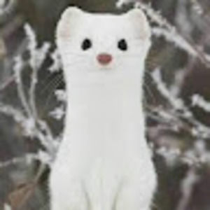 Meet your Posher, Shuwen